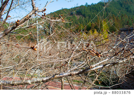 東京都 夕やけ小やけふれあいの里の桜の蕾 東京都 夕やけ小やけふれあいの里の桜の蕾 88033876