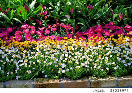 あしかがフラワーパーク・花壇 あしかがフラワーパーク・花壇 88033972
