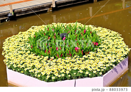 あしかがフラワーパーク・花壇 あしかがフラワーパーク・花壇 88033973