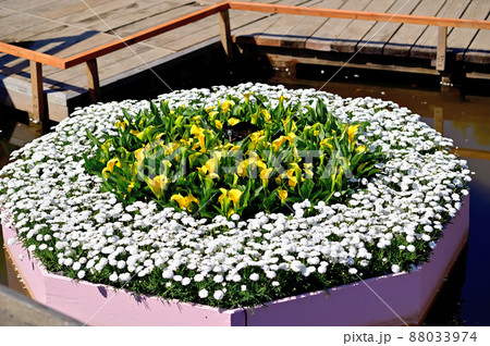 あしかがフラワーパーク・花壇 あしかがフラワーパーク・花壇 88033974