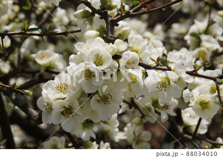 ボケ　Flowering quince 88034010
