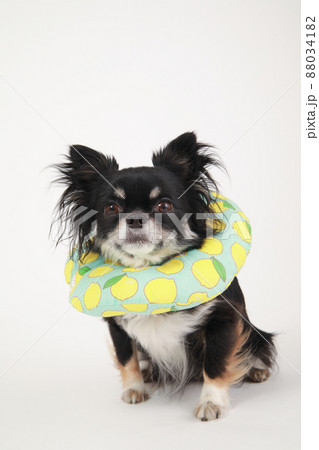 ソフトタイプのエリザベスカラーをつけたブラックタンのロングコートチワワ  88034182