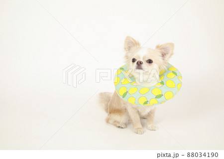 ソフトタイプのエリザベスカラーをつけたクリーム色のロングコートチワワ ソフトタイプのエリザベスカラーをつけたクリーム色のロングコートチワワ 88034190