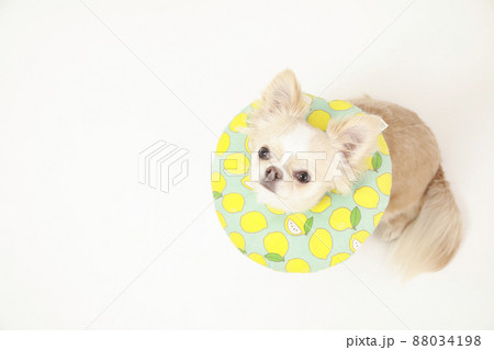 ソフトタイプのエリザベスカラーをつけたクリーム色のロングコートチワワ  88034198