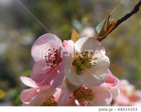 ボケ Flowering quince ボケ Flowering quince 88034203