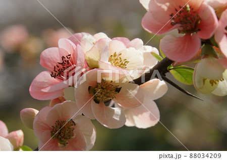 ボケ　Flowering quince 88034209
