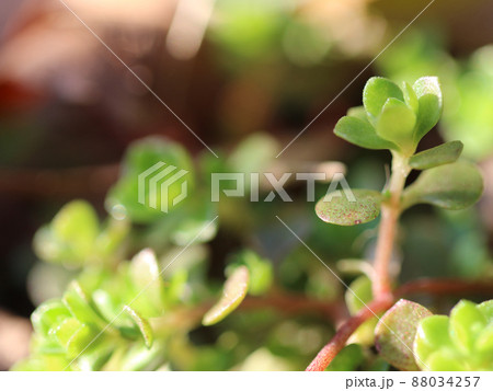 真上に伸び上がり葉を広げているマルバマンネングサの若葉。右寄りのアップ 真上に伸び上がり葉を広げているマルバマンネングサの若葉。右寄りのアップ 88034257