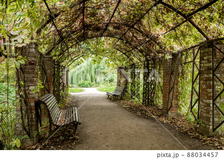 wooden benches under green pergola roof in summer park wooden benches under green pergola roof in summer park 88034457