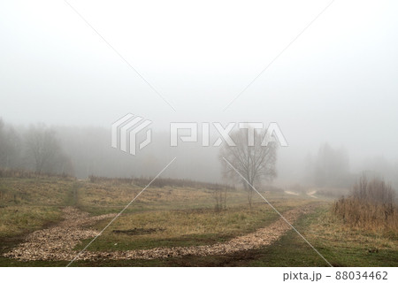 Lone tree silhouettes in the autumn field in thick morning fog 88034462