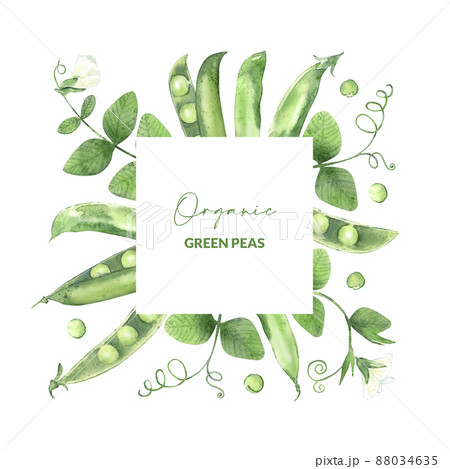 Frame with watercolor pea pods. Illustrated organic food. Template for card, label and packaging. 88034635