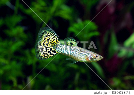グッピー　キングコブラグッピー　アクアリウム 88035372