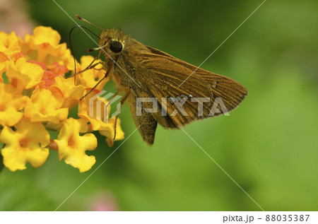 花の蜜を吸うチョウ イチモンジセセリ 花の蜜を吸うチョウ イチモンジセセリ 88035387