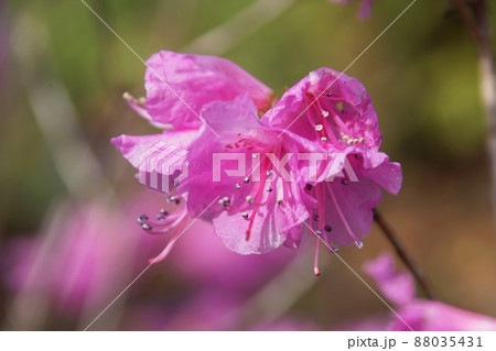 ゲンカイツツジ　Rhododendron mucronulatum Turcz. var. cili 88035431