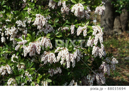 アセビ　Pieris japonica 88035694