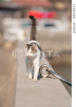 堤防を歩く猫　キジトラ白 88036015