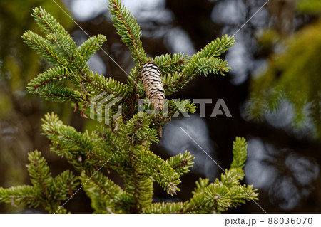 マツ科トウヒ属エゾマツの堅果 88036070