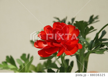 ラナンキュラス Ranunculus ラナンキュラス Ranunculus 88036325