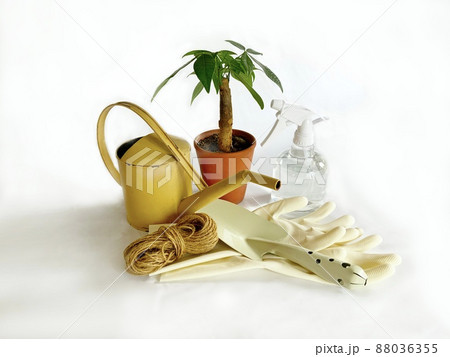 ガーデニング用品 観葉植物(パキラ) ガーデニング用品 観葉植物(パキラ) 88036355