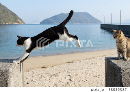 ジャンプする猫 88036387