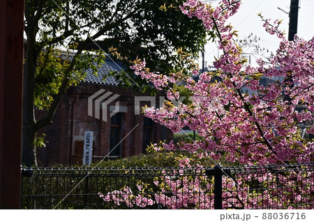早咲き桜の花 早咲き桜の花 88036716