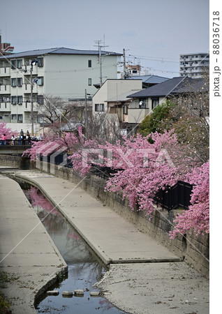 早咲き桜の花 早咲き桜の花 88036718