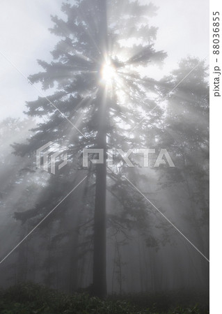 朝霧の森 朝霧の森 88036855