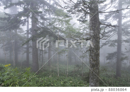 朝霧の森 88036864