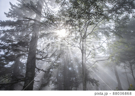 朝霧の森 朝霧の森 88036868