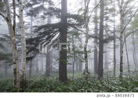 朝霧の森 88036875