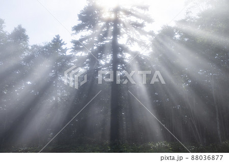 朝霧の森 88036877