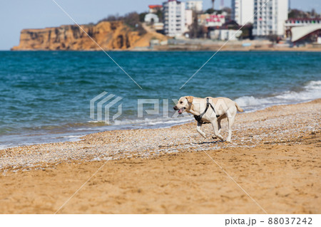 A joyful Labrador dog runs along a sandy beach along the surf line 88037242