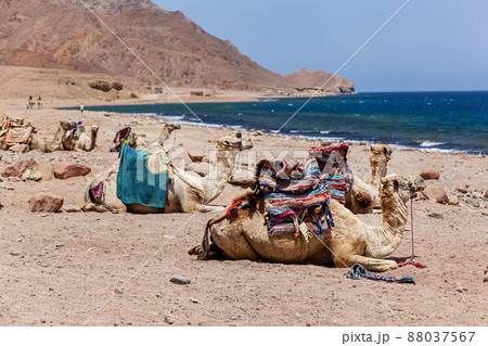 Caravan camels resting near the sea Caravan camels resting near the sea 88037567