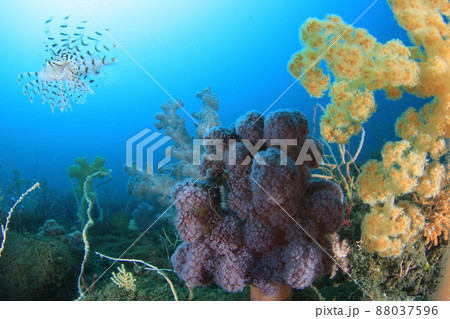 ミノカサゴ来る 88037596