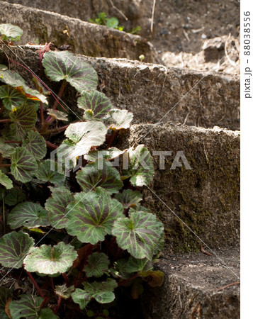 庭の階段脇のユキノシタ 88038556