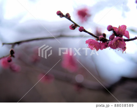 3月に咲いたウメ「幾夜寝覚(イクヨネザメ)」 3月に咲いたウメ「幾夜寝覚(イクヨネザメ)」 88038589
