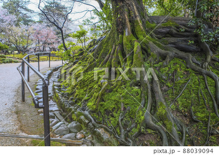春の金沢兼六園 春の金沢兼六園 88039094
