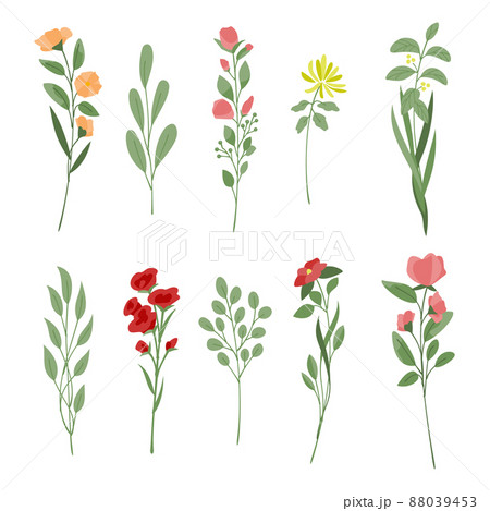 色々な花と葉っぱのイラストのイラスト素材