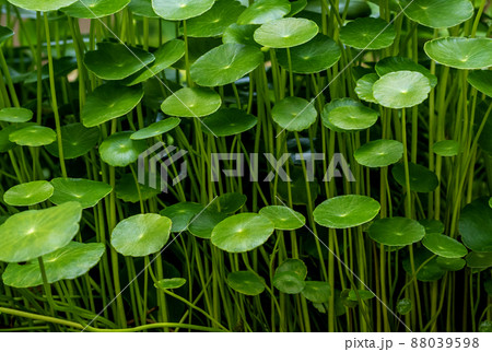 Leaves of Water Pennywort as the green background Leaves of Water Pennywort as the green background 88039598