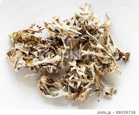 portion of dried Iceland moss close up on gray portion of dried Iceland moss close up on gray 88039758
