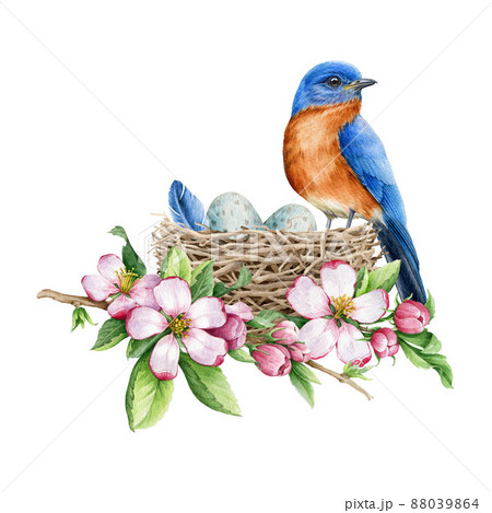 Bluebird in the nest, eggs and spring apple flowers. Watercolor illustration. Hand drawn springtime realistic tender decor element. Small bird with spring blooming flowers watercolor element 88039864