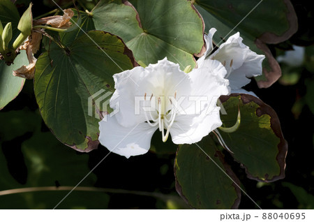 シロバナソシンカ 88040695