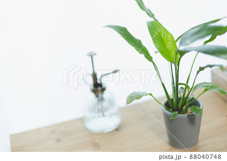 部屋・在宅・家で観葉植物を育てる。スパティフィラム。笹団扇。 88040748