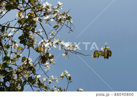 シロバナソシンカ 88040800