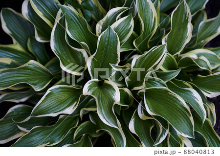 Hosta plantaginea in the garden. The natural background.Green leaves of ornamental plants.. High quality photo 88040813