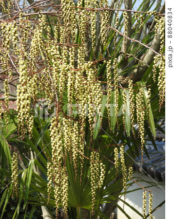 キブシ(木五倍子)の花:雄花 キブシ(木五倍子)の花:雄花 88040834