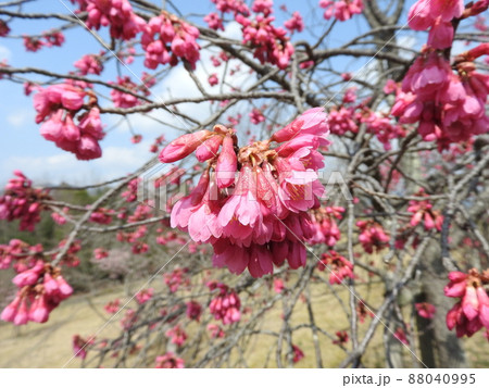 満開のカンヒザクラ(寒緋桜) 満開のカンヒザクラ(寒緋桜) 88040995