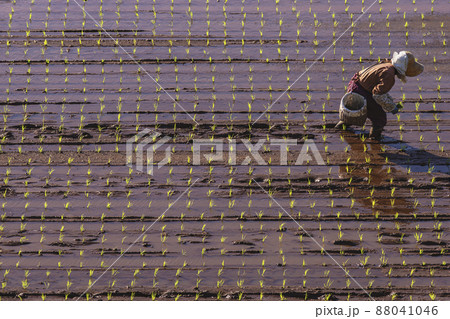 200513瓜巣田植え042 88041046