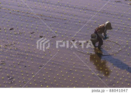 200513瓜巣田植え041 88041047