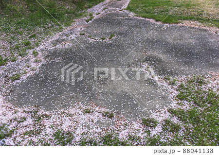 200429宮川緑地桜015 200429宮川緑地桜015 88041138