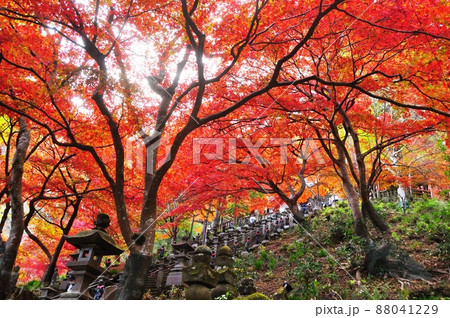伊勢原市 大山寺本堂前石段参道の鮮やかな紅葉 伊勢原市 大山寺本堂前石段参道の鮮やかな紅葉 88041229